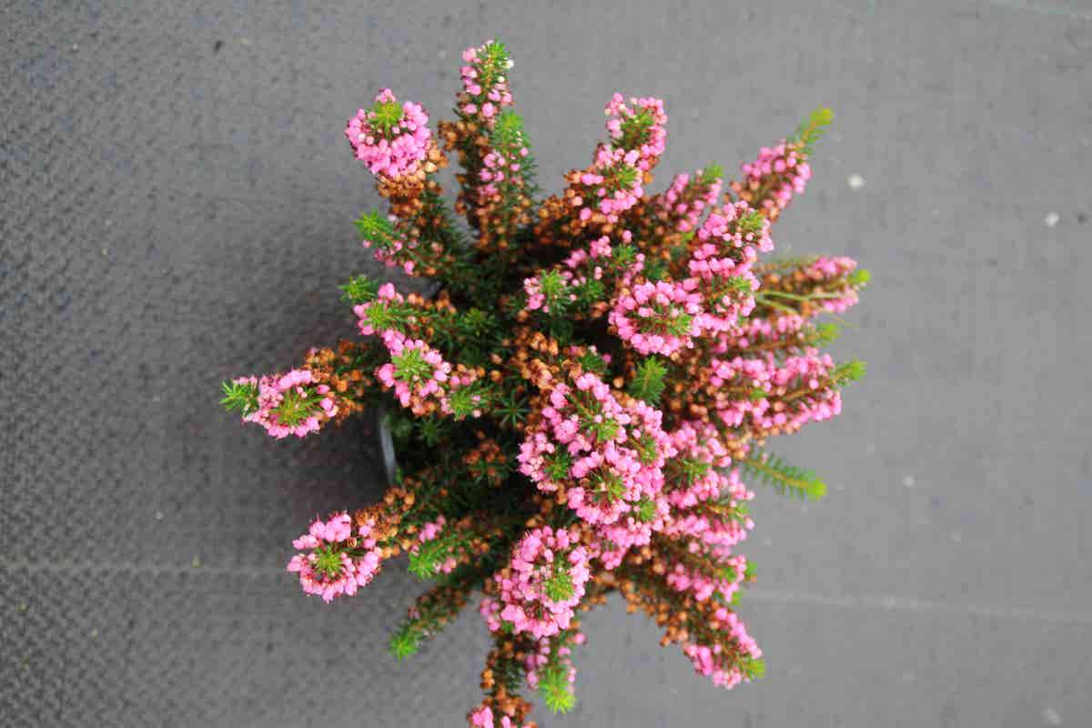  Zwerfheide Rozerood (Erica Vagans ''Mrs.D.F.Maxwell'')