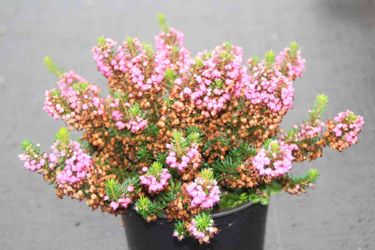  Zwerfheide Rozerood (Erica Vagans ''Mrs.D.F.Maxwell'')