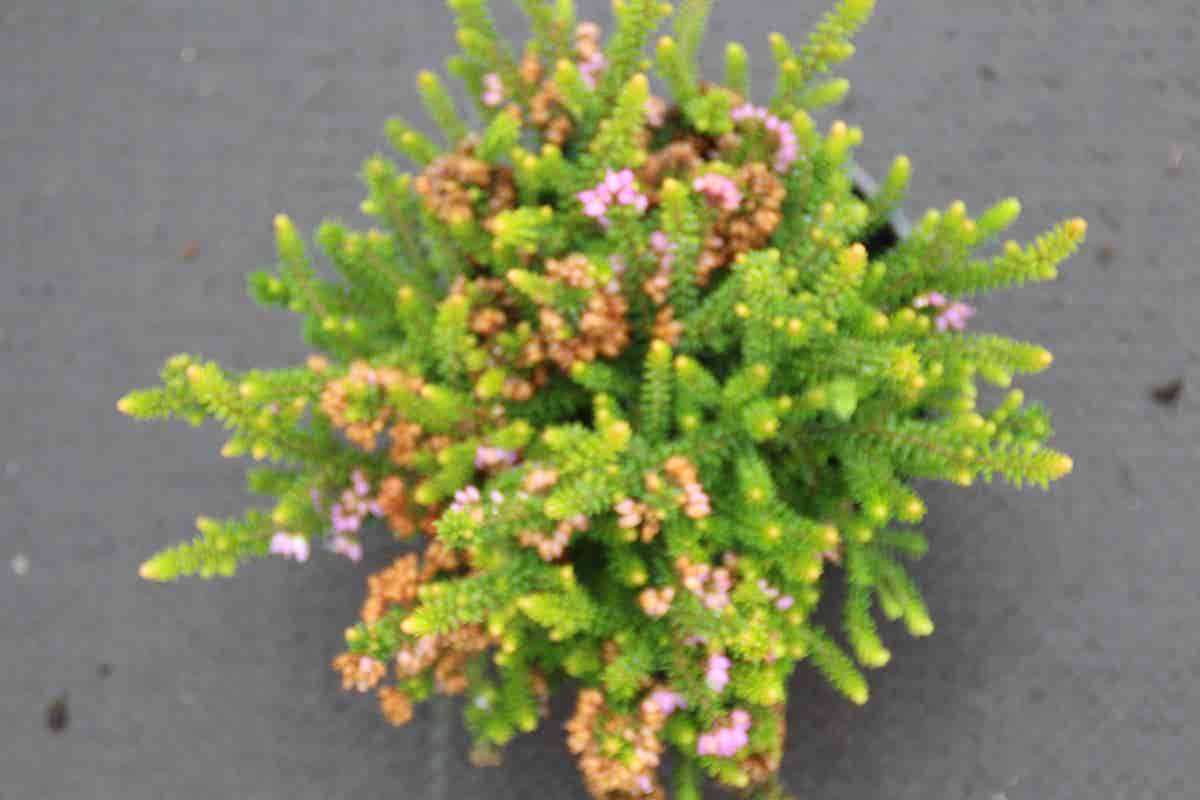  Zwerfheide Lilapaars (Erica Williamsii ''P.D.Williams'')