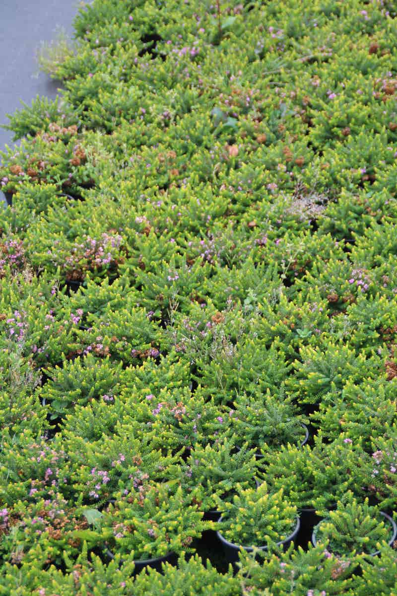  Zwerfheide Lilapaars (Erica Williamsii ''P.D.Williams'')