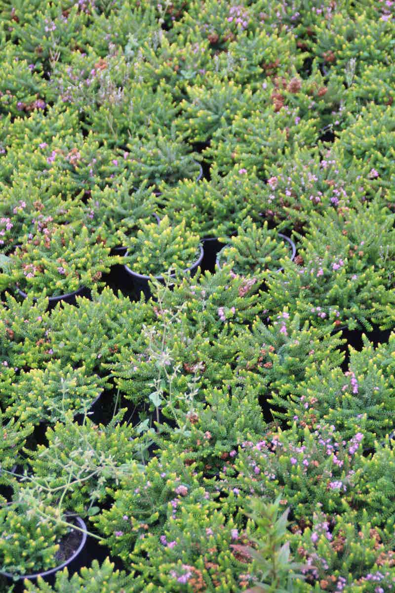  Zwerfheide Lilapaars (Erica Williamsii ''P.D.Williams'')
