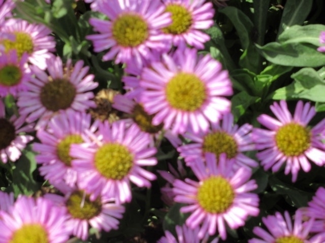  Fijnstraal (Erigeron Glaucus 'Sea Breeze')