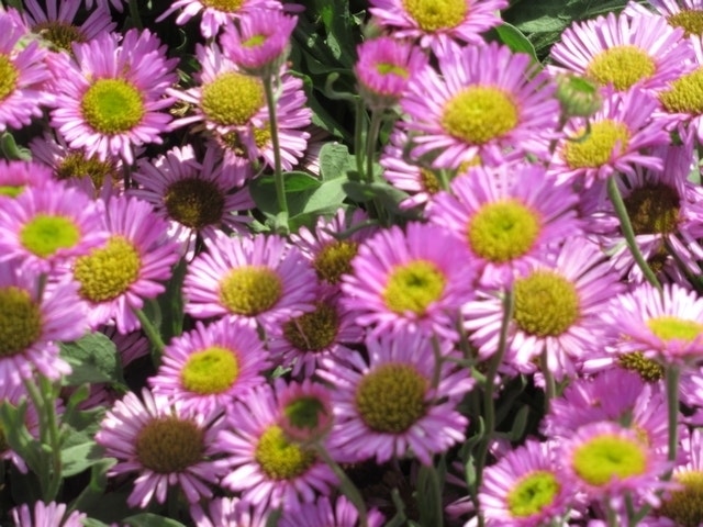  Fijnstraal (Erigeron Glaucus 'Sea Breeze')