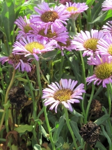  Fijnstraal (Erigeron Glaucus 'Sea Breeze')