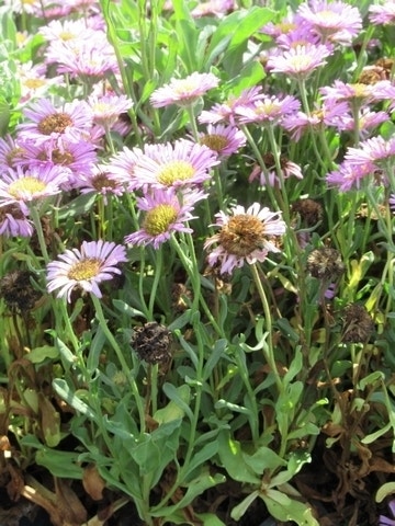  Fijnstraal (Erigeron Glaucus 'Sea Breeze')