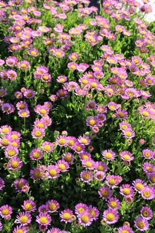  Fijnstraal (Erigeron Glaucus 'Sea Breeze')