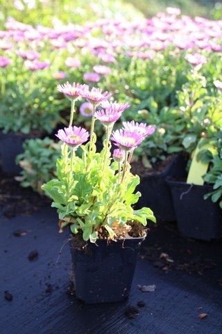 Fijnstraal (Erigeron Glaucus 'Sea Breeze')