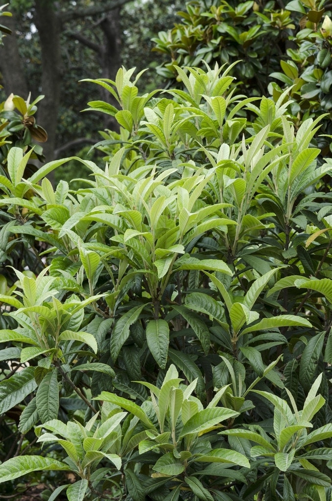  Japanse Mispel (Eriobotrya Japonica)