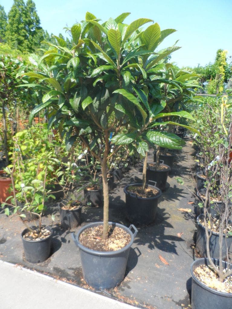  Japanse Mispel Als Boom (Eriobotrya Japonica)