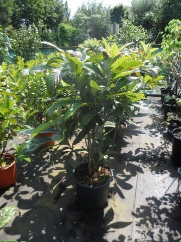  Japanse Mispel (Eriobotrya Japonica)