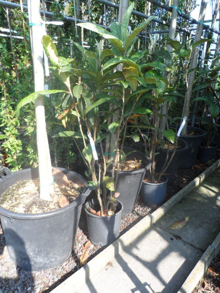  Japanse Mispel (Eriobotrya Japonica)