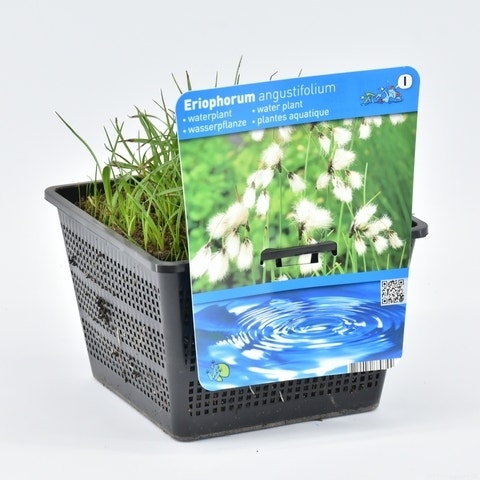  Veenpluis (Eriophorum Angustifolium)