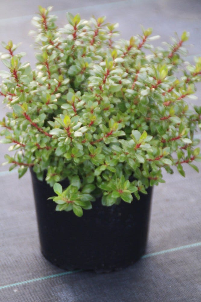  Escallonia (Escallonia 'Red Dream')
