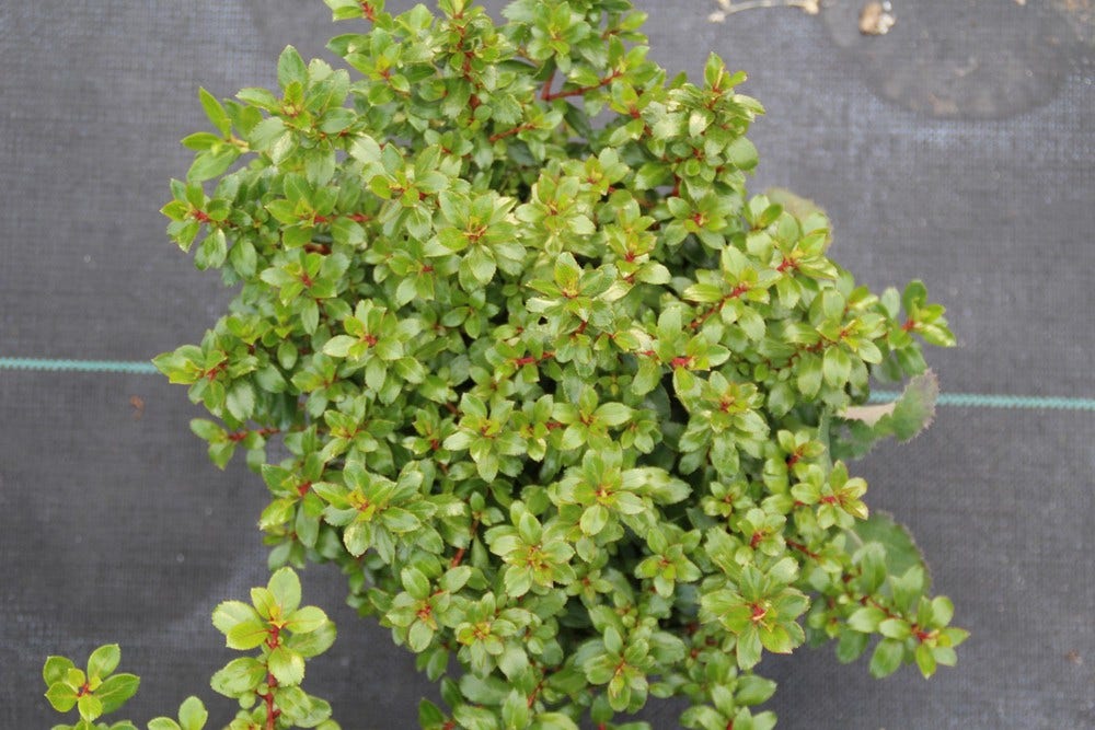  Escallonia (Escallonia 'Red Dream')