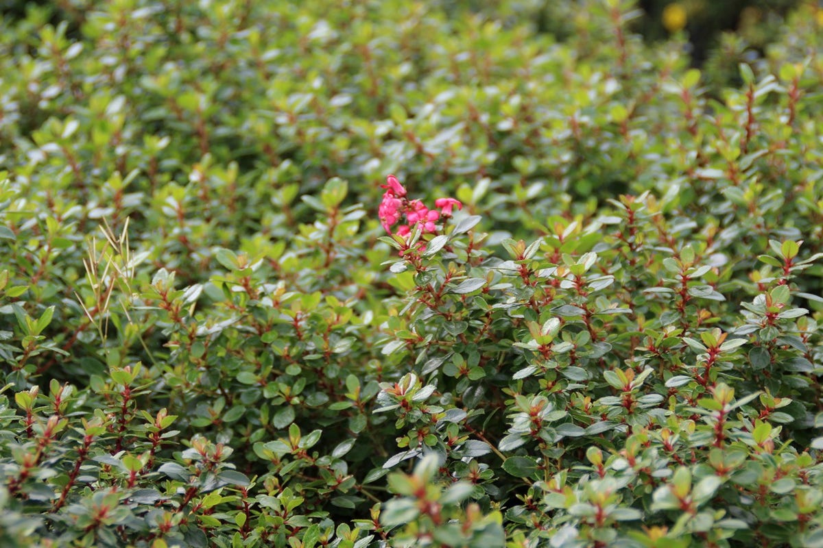  Escallonia (Escallonia 'Red Dream')