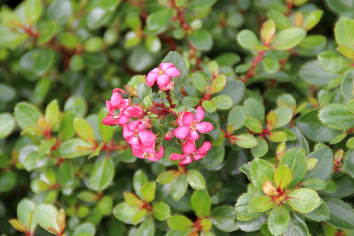  Escallonia (Escallonia 'Red Dream')
