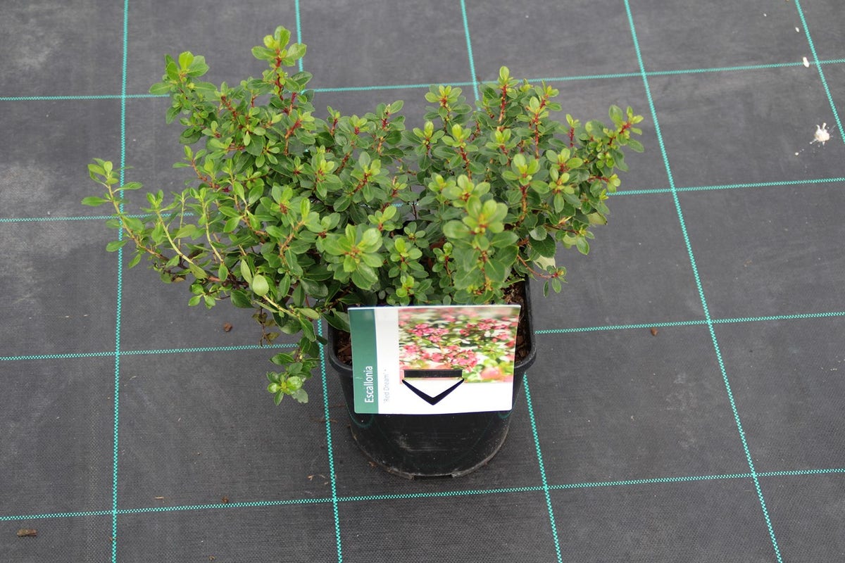  Escallonia (Escallonia 'Red Dream')