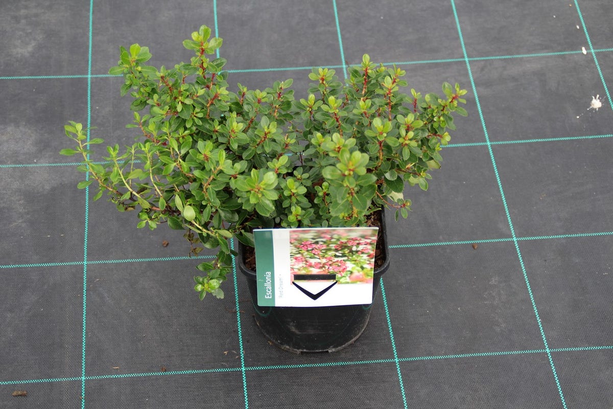  Escallonia (Escallonia 'Red Dream')