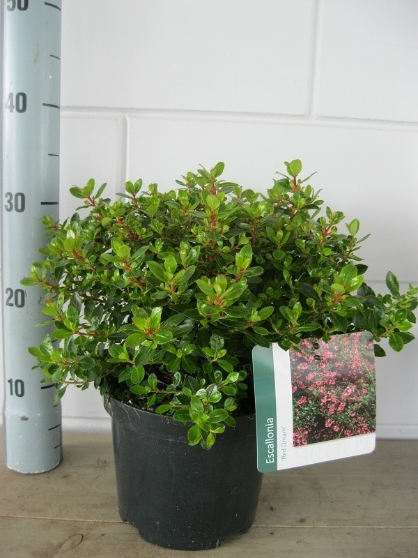  Escallonia (Escallonia 'Red Dream')