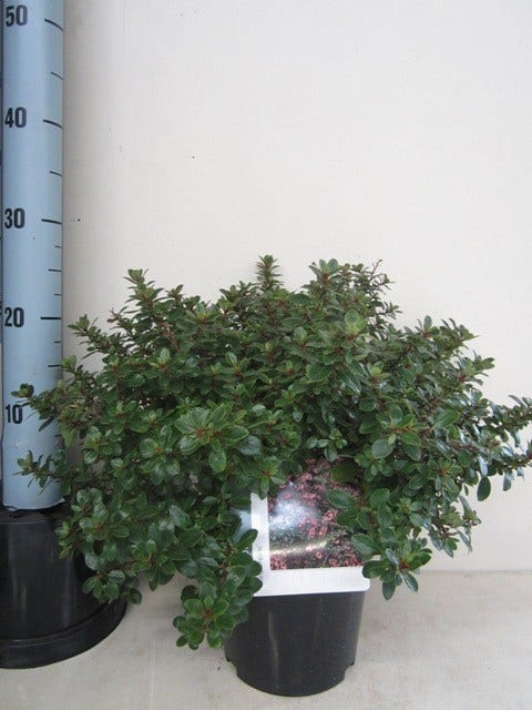  Escallonia (Escallonia 'Red Dream')