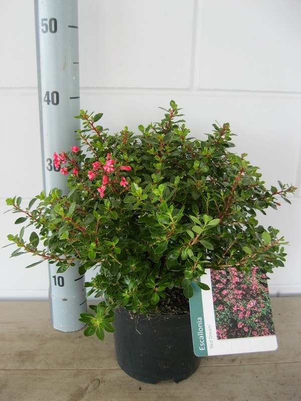  Escallonia (Escallonia 'Red Dream')
