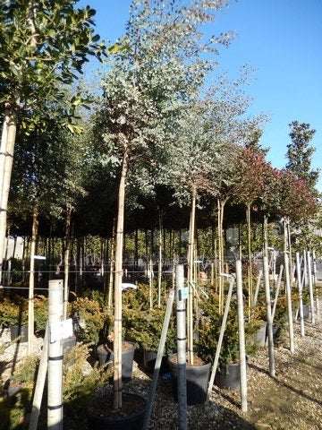  Eucalyptus Als Boom (Eucalyptus Gunnii)