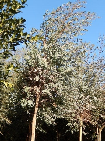  Eucalyptus Als Boom (Eucalyptus Gunnii)