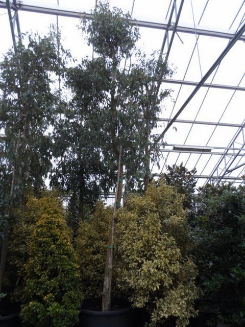  Eucalyptus Als Boom (Eucalyptus Gunnii)