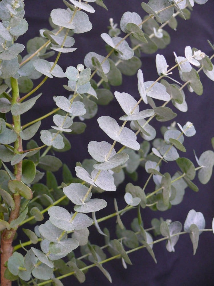  Winterharde Eucalyptus (Eucalyptus Gunnii 'Azura')