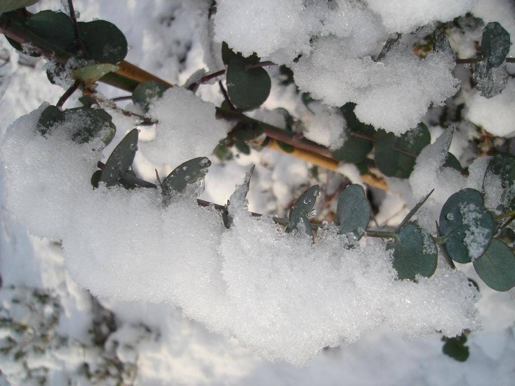  Winterharde Eucalyptus (Eucalyptus Gunnii 'Azura')