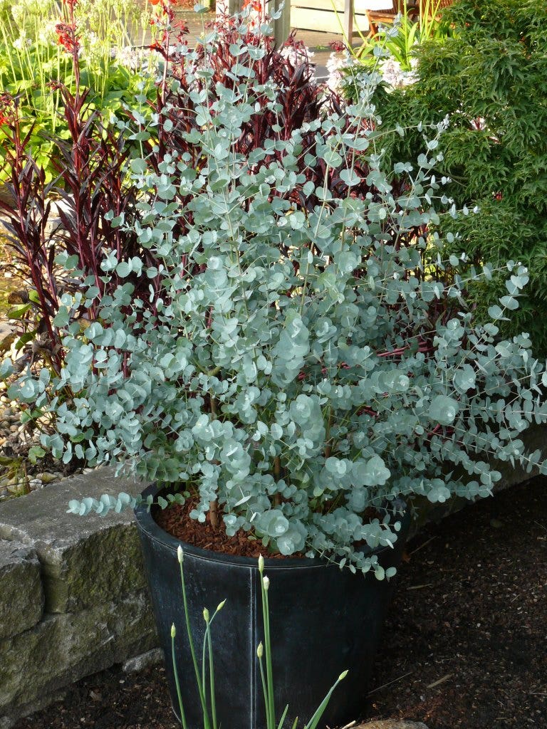  Winterharde Eucalyptus (Eucalyptus Gunnii 'Azura')
