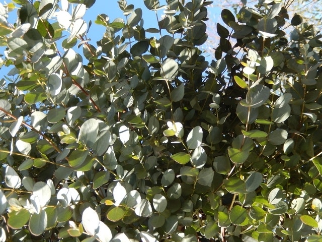  Eucalyptus Als Boom (Eucalyptus Gunnii)
