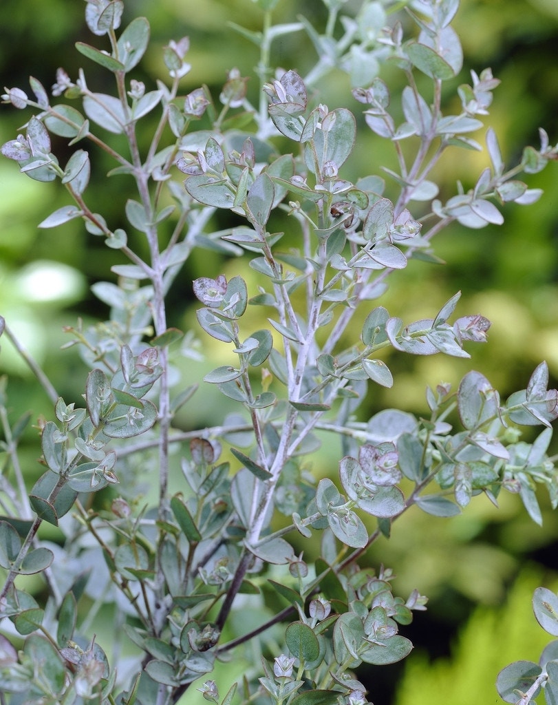  Winterharde Gomboom (Eucalyptus Gunnii)