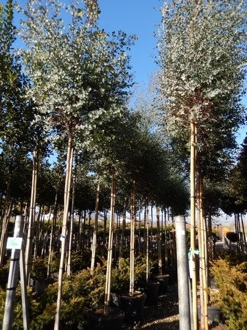  Eucalyptus Als Boom (Eucalyptus Gunnii)