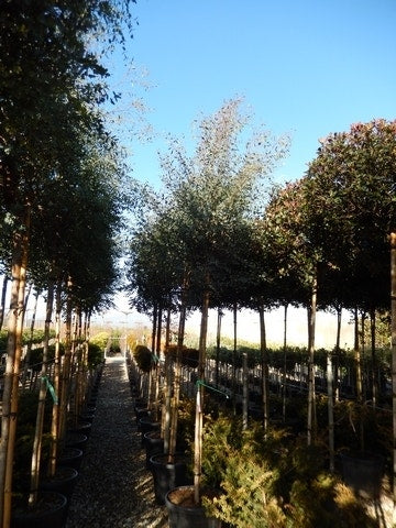  Eucalyptus Als Boom (Eucalyptus Gunnii)