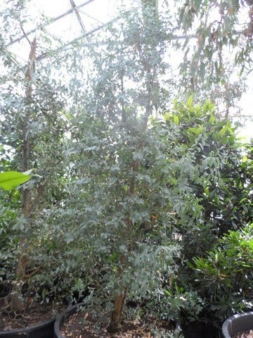  Winterharde Gomboom (Eucalyptus Gunnii)