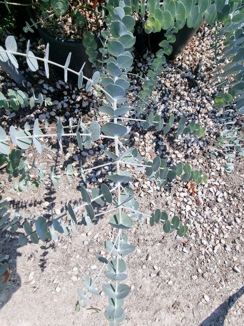  Gomboom (Eucalyptus Pulverulenta 'Baby Blue')