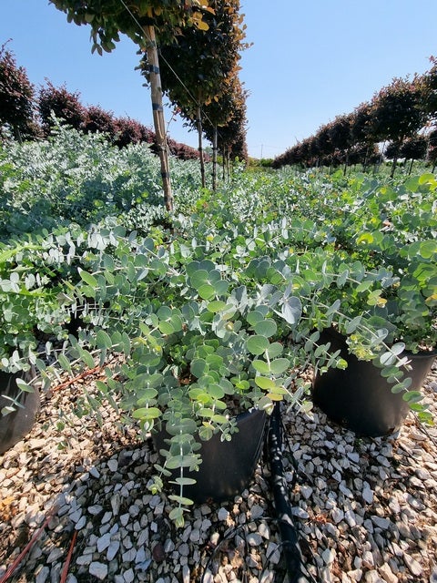  Gomboom (Eucalyptus Pulverulenta 'Baby Blue')