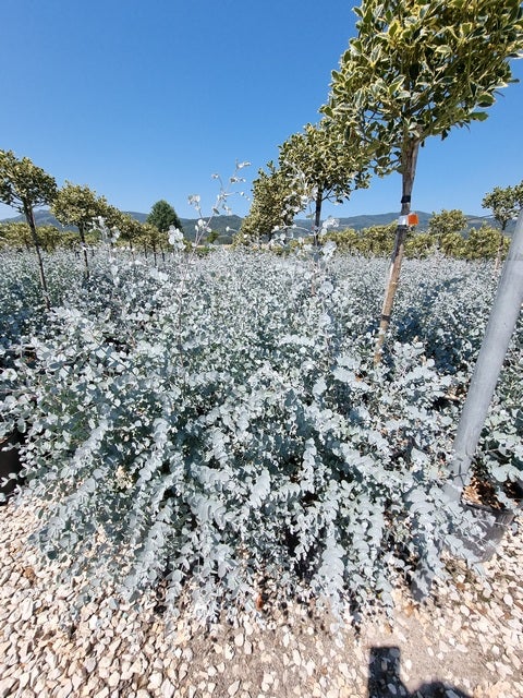  Gomboom (Eucalyptus Pulverulenta 'Baby Blue')