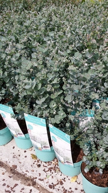  Winterharde Eucalyptus (Eucalyptus Gunnii 'Azura')