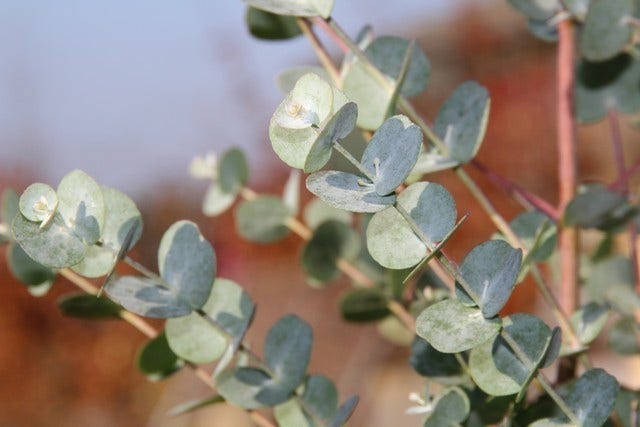 Winterharde Eucalyptus (Eucalyptus Gunnii 'Azura')