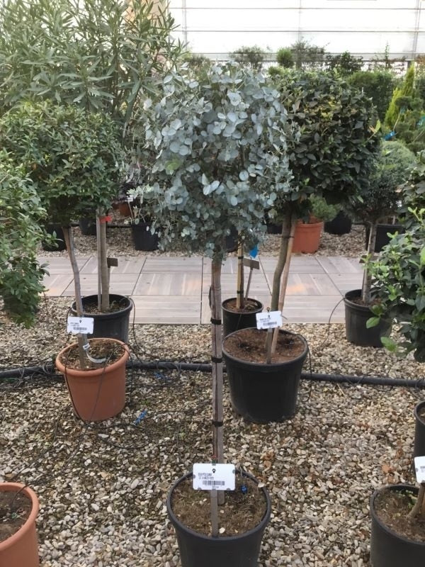  Eucalyptus Op Stam (Eucalyptus Gunnii)