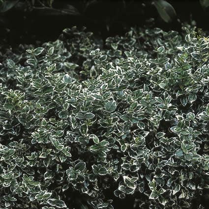  Kardinaalsmuts (Euonymus Fortunei 'Emerald Gaiety')