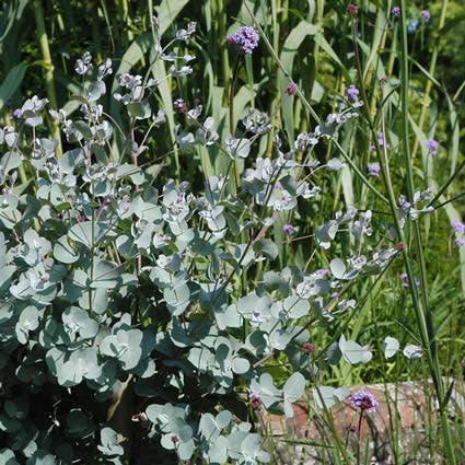  Eucalyptus Als Boom (Eucalyptus Gunnii)