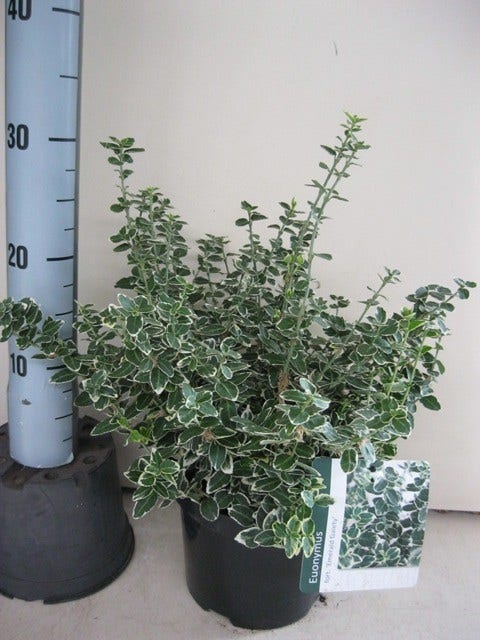  Kardinaalsmuts (Euonymus Fortunei 'Emerald Gaiety')