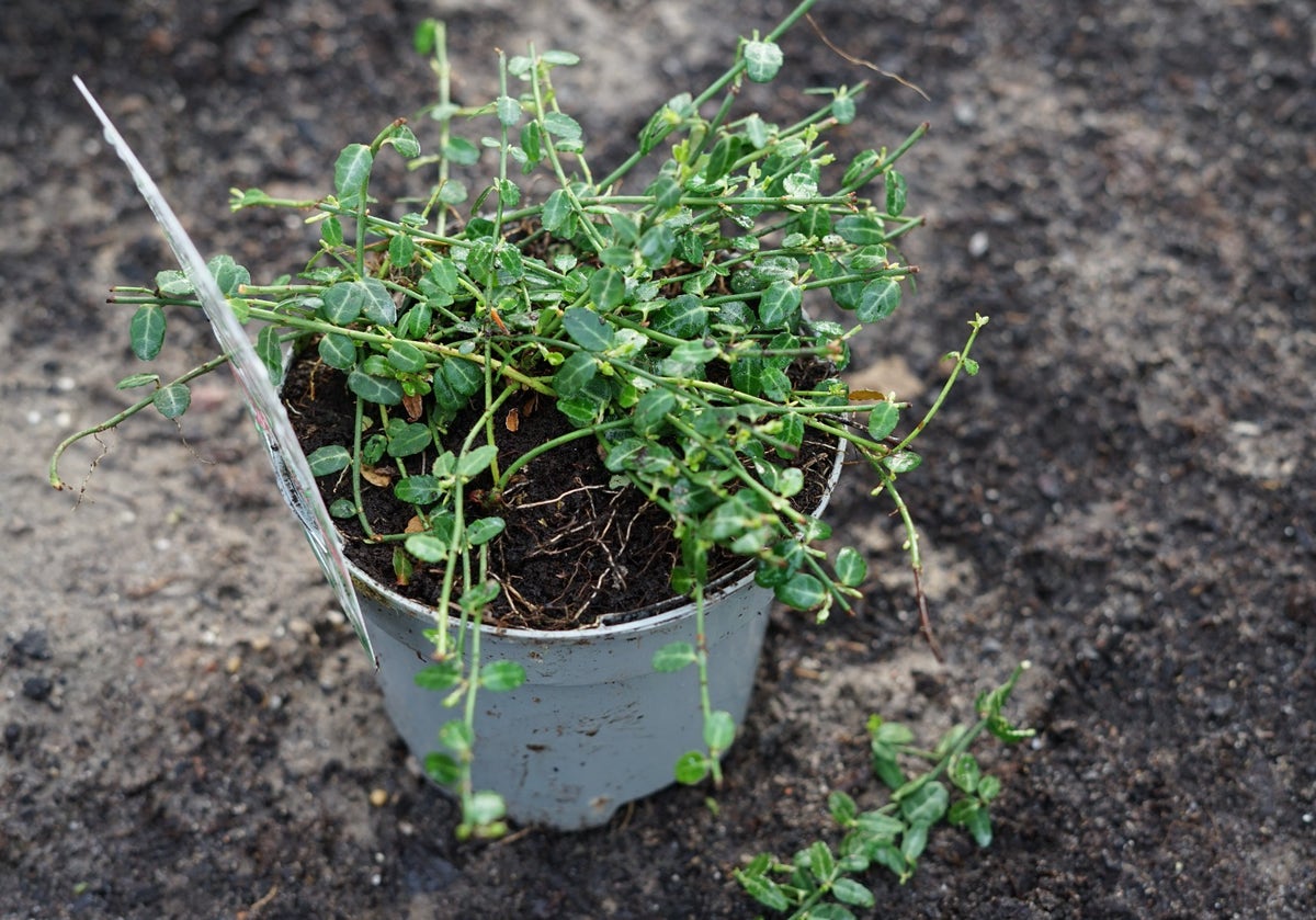  Japanse Kardinaalsmuts (Euonymus Fortunei 'Minimus')