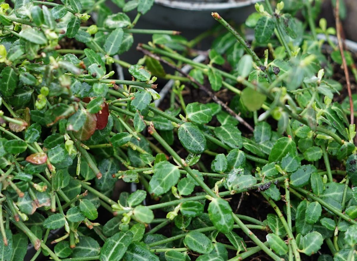  Japanse Kardinaalsmuts (Euonymus Fortunei 'Minimus')