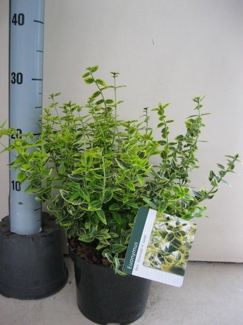  Kardinaalsmuts (Euonymus Fortunei 'Emerald 'n Gold')