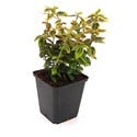  Kardinaalsmuts (Euonymus Fortunei 'Emerald 'n Gold')