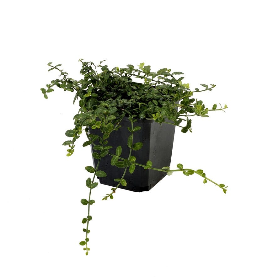  Japanse Kardinaalsmuts (Euonymus Fortunei 'Minimus')